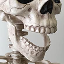 Skeleton Jaw
